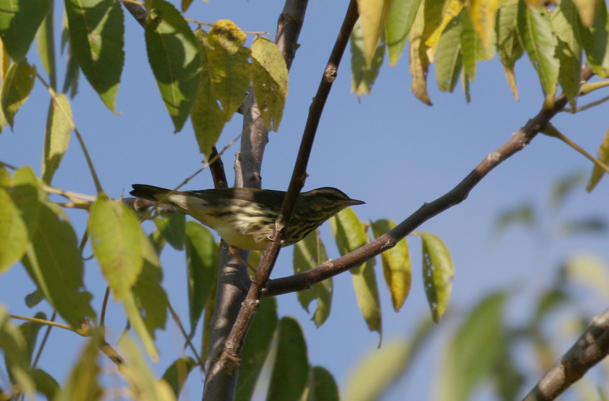 Northern Waterthrush - ML382473821