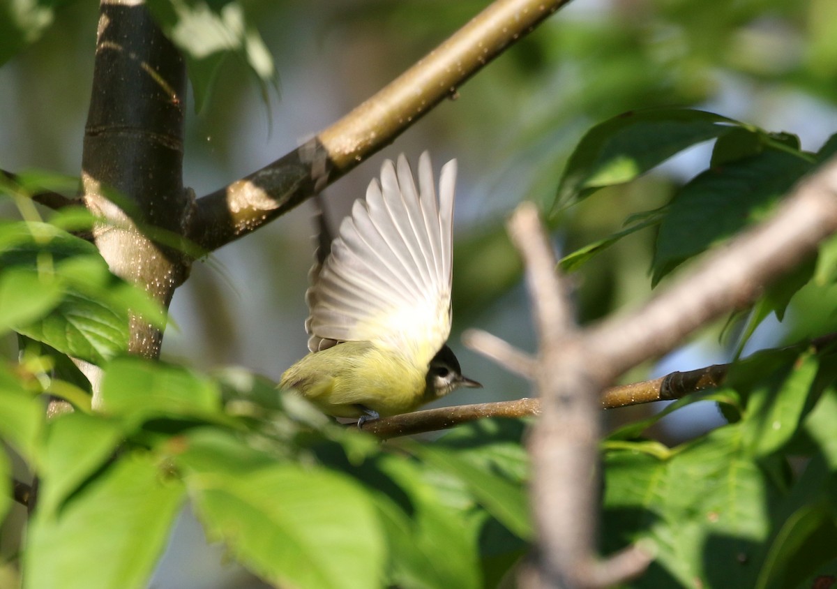 Vireo de Filadelfia - ML382473831