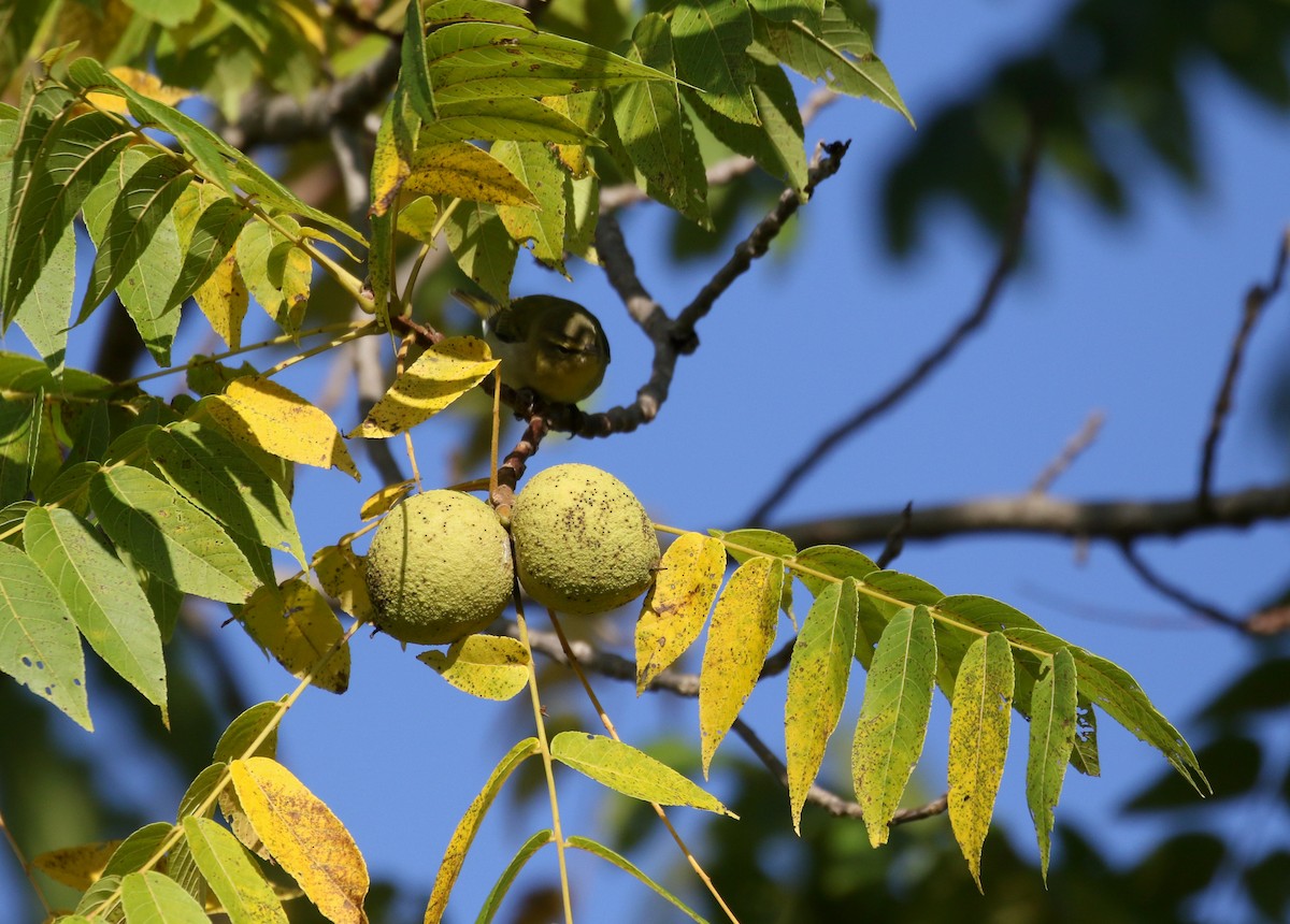 Tennessee Warbler - ML382473871