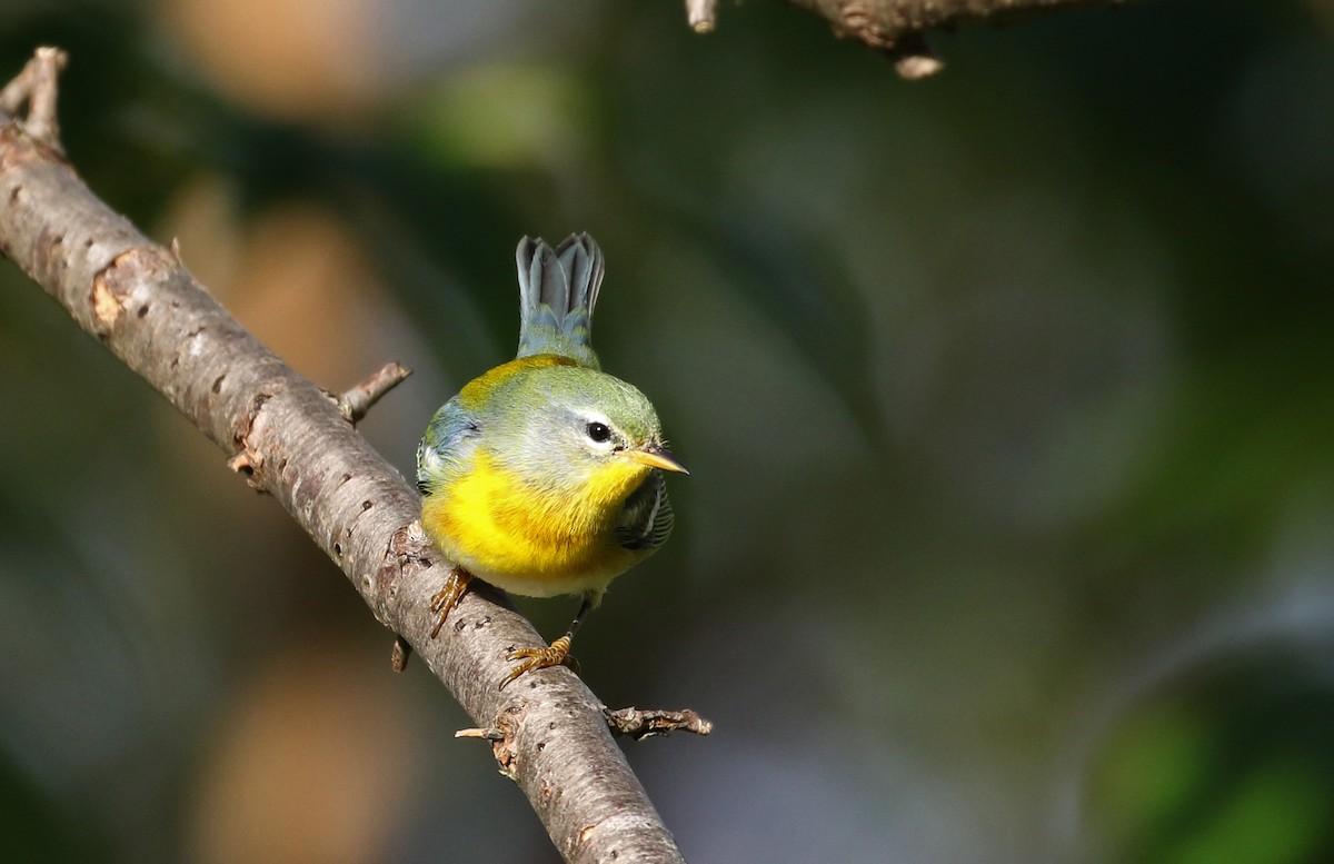 Northern Parula - ML382473981