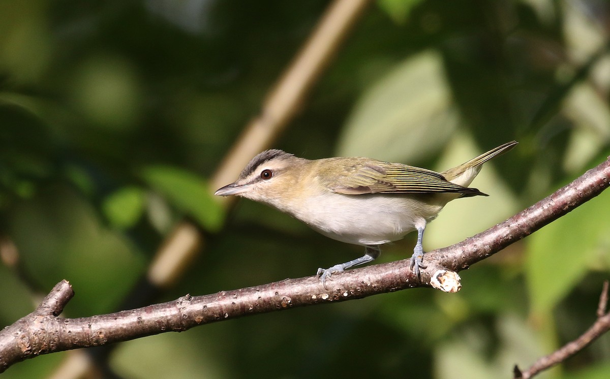 Vireo Ojirrojo - ML382474031