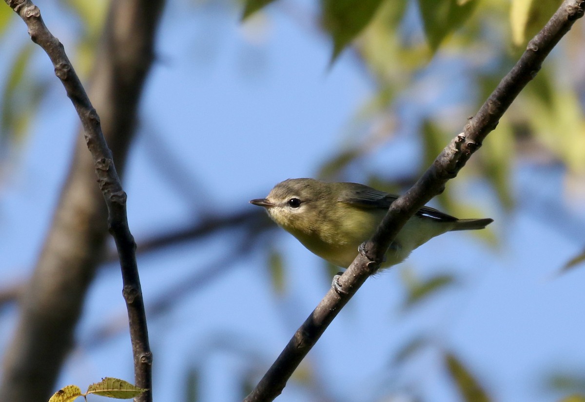 Philadelphia Vireo - ML382474091