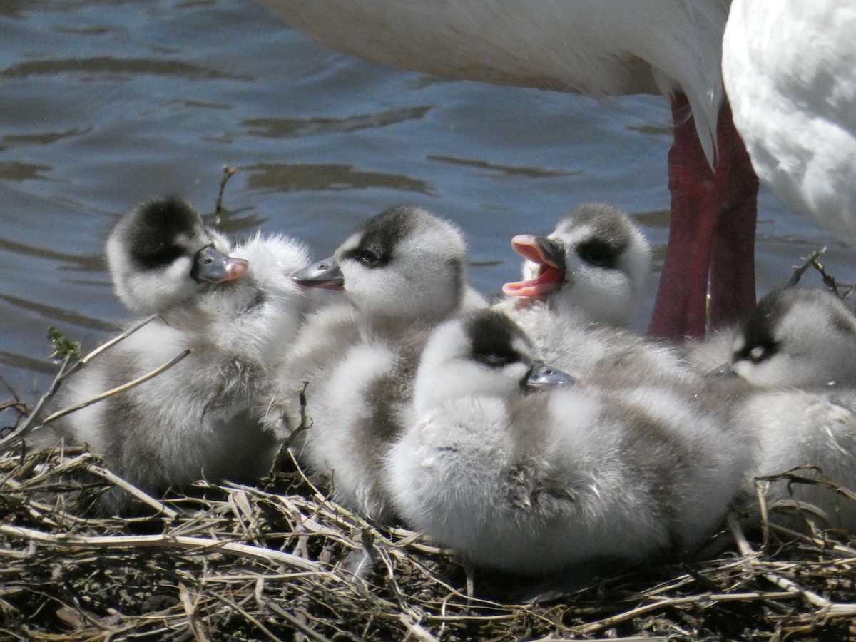 Coscoroba Swan - ML382474121