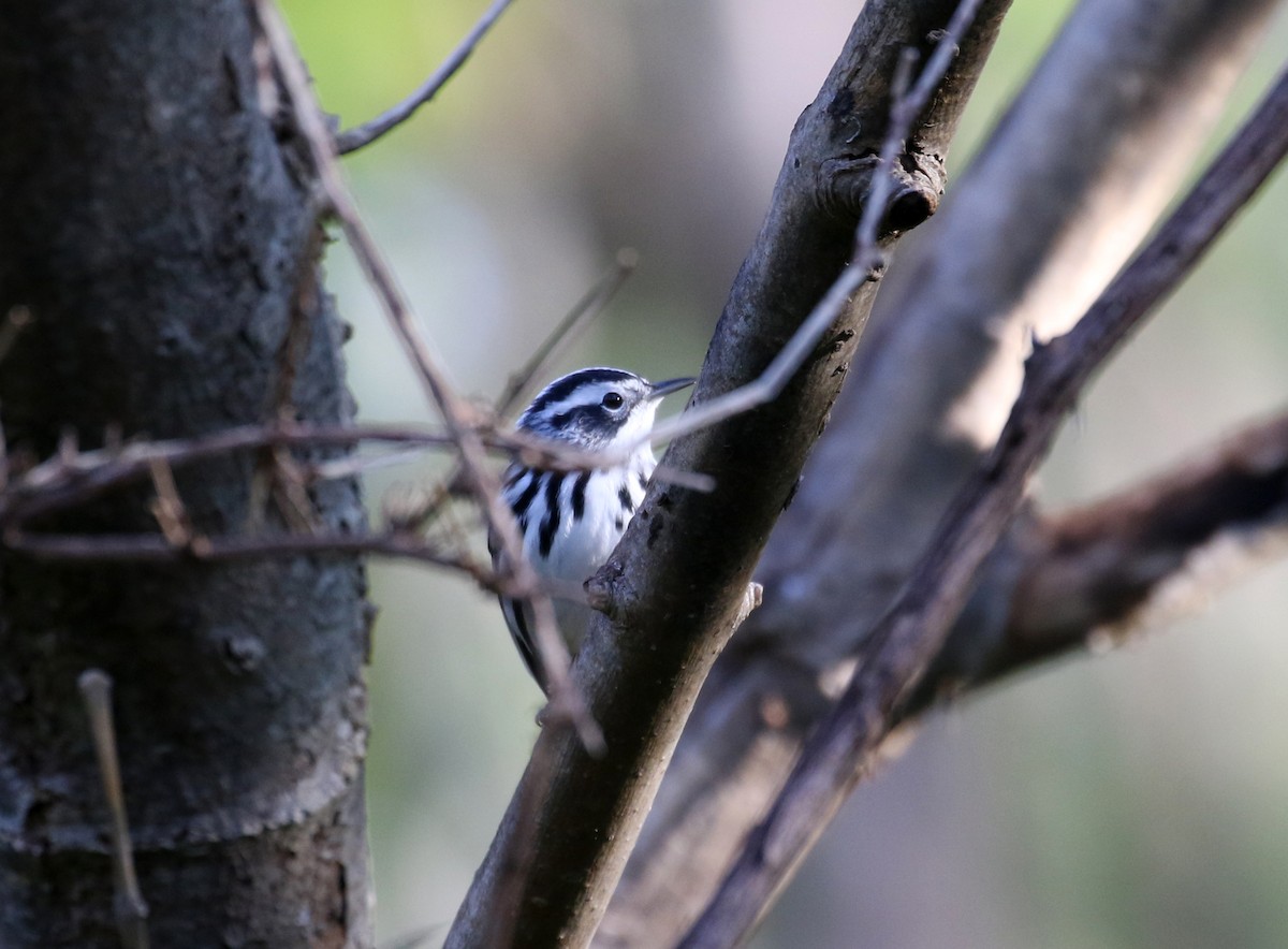 Black-and-white Warbler - ML382474271