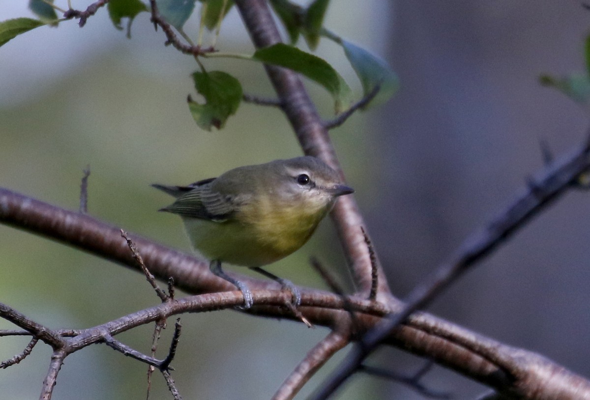 Philadelphia Vireo - ML382474371