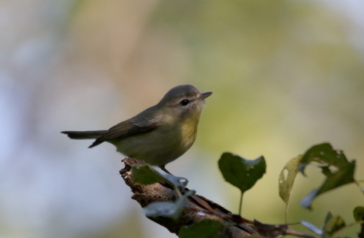 Vireo de Filadelfia - ML382474441