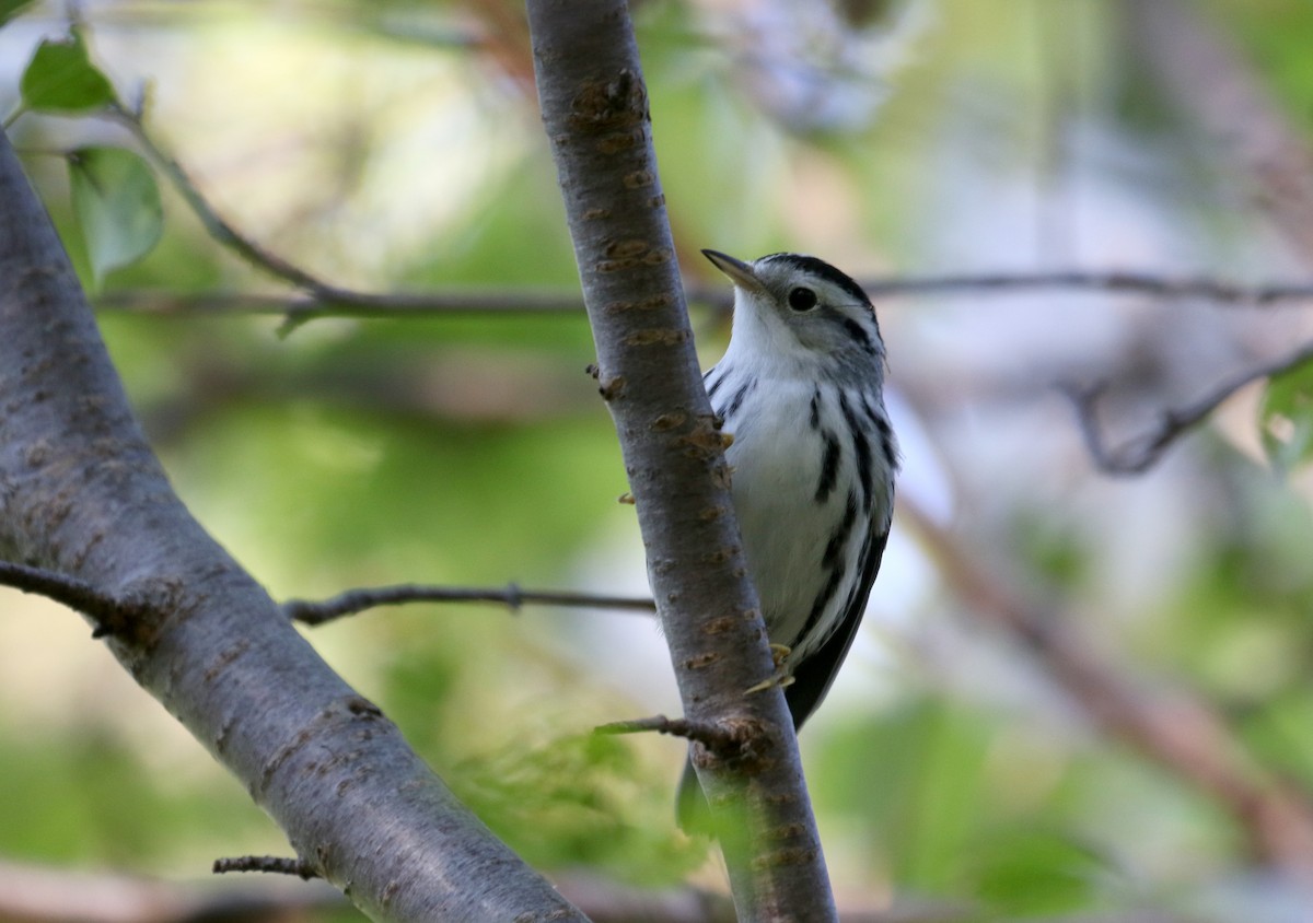 Black-and-white Warbler - ML382474591