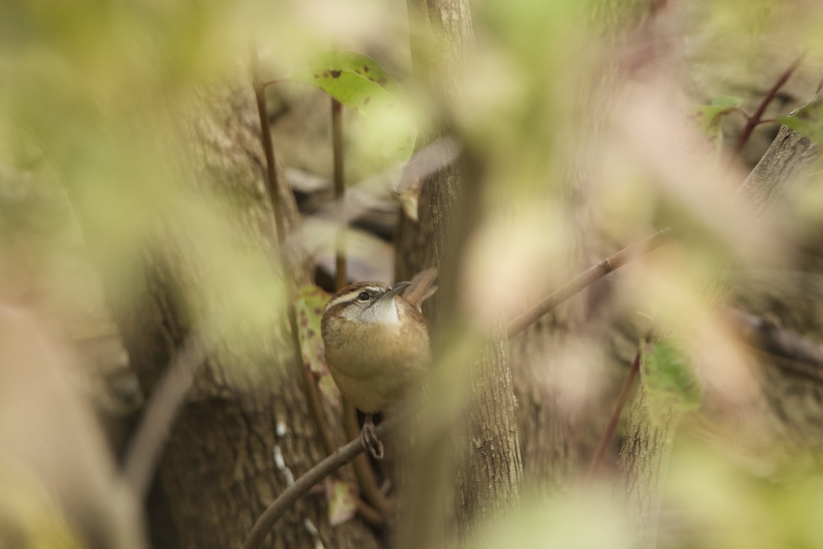 Carolina Wren - ML382477331