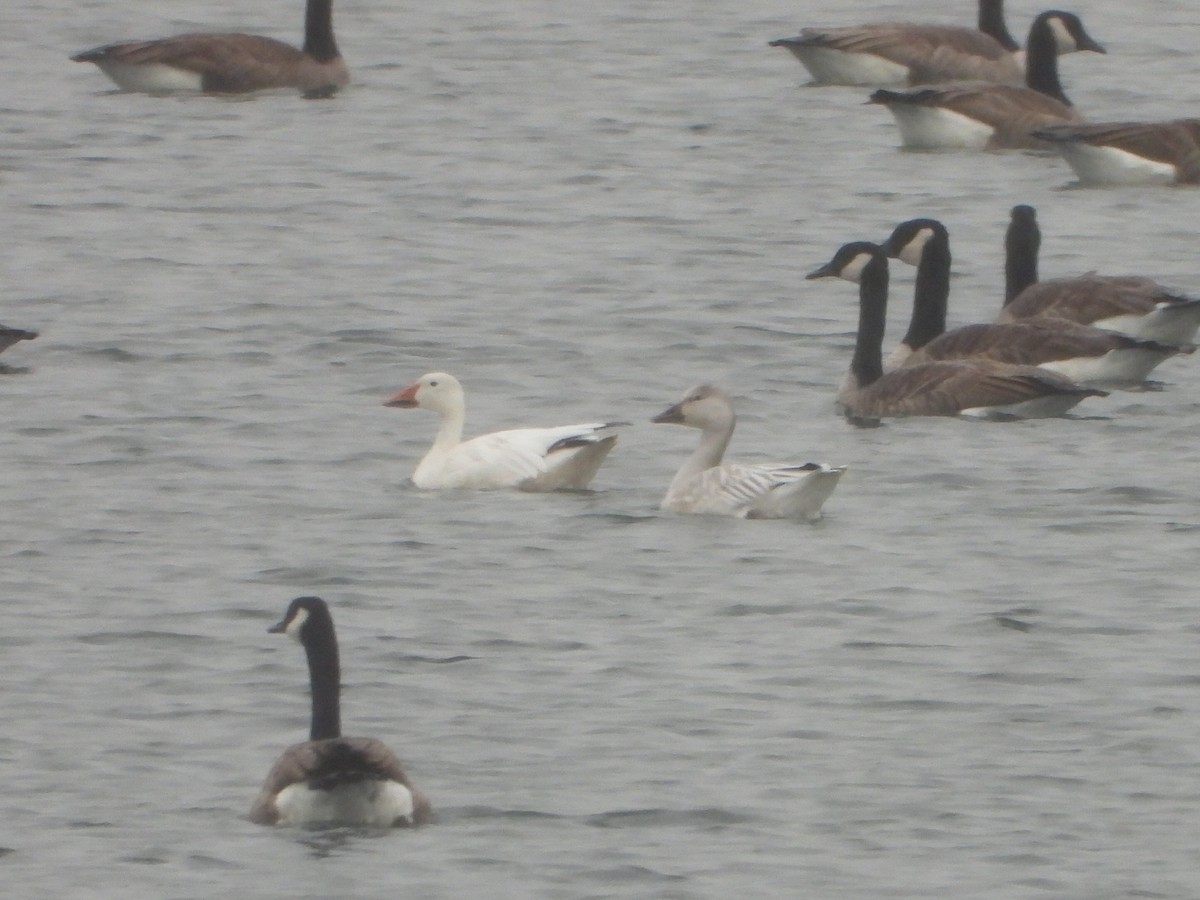 Snow Goose - ML382478071