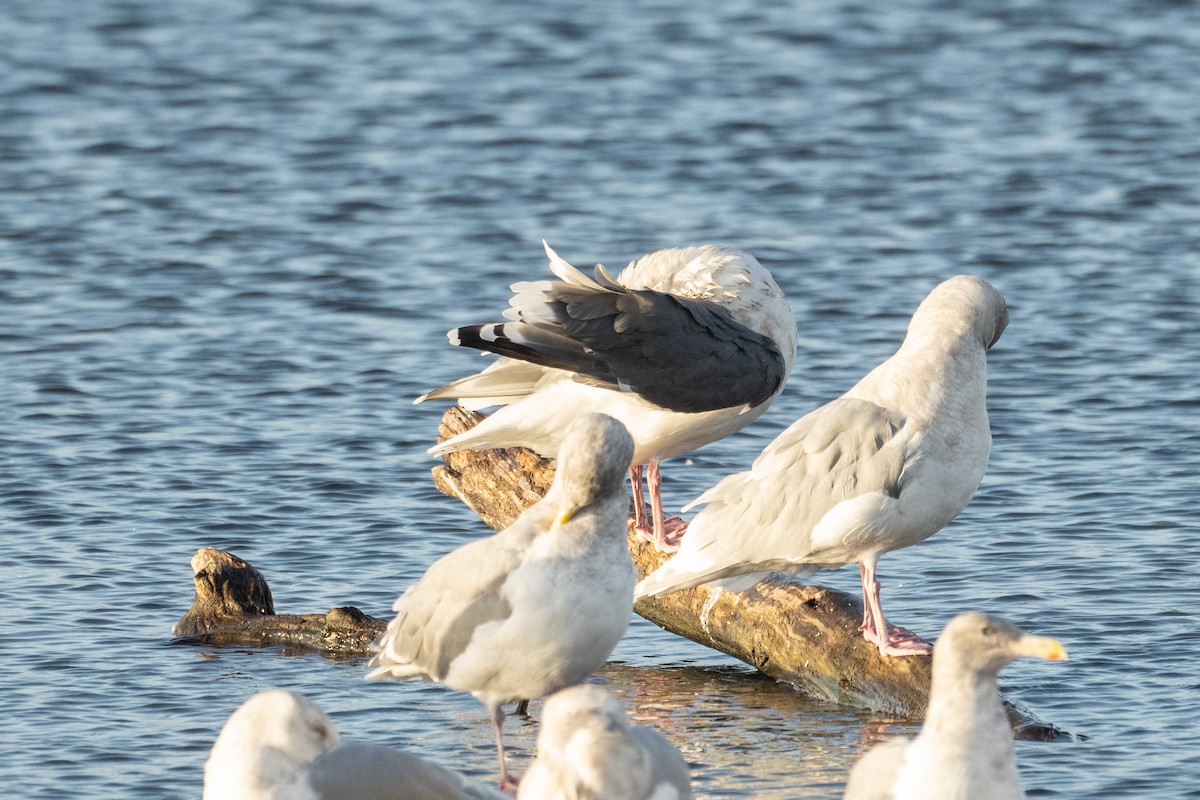 Slaty-backed Gull - Patrick Van Thull