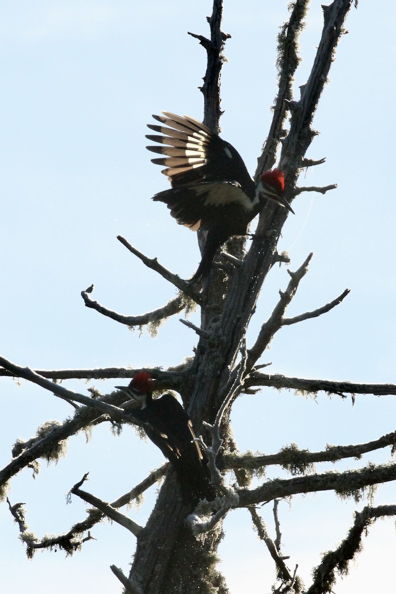 Pileated Woodpecker - ML382481091