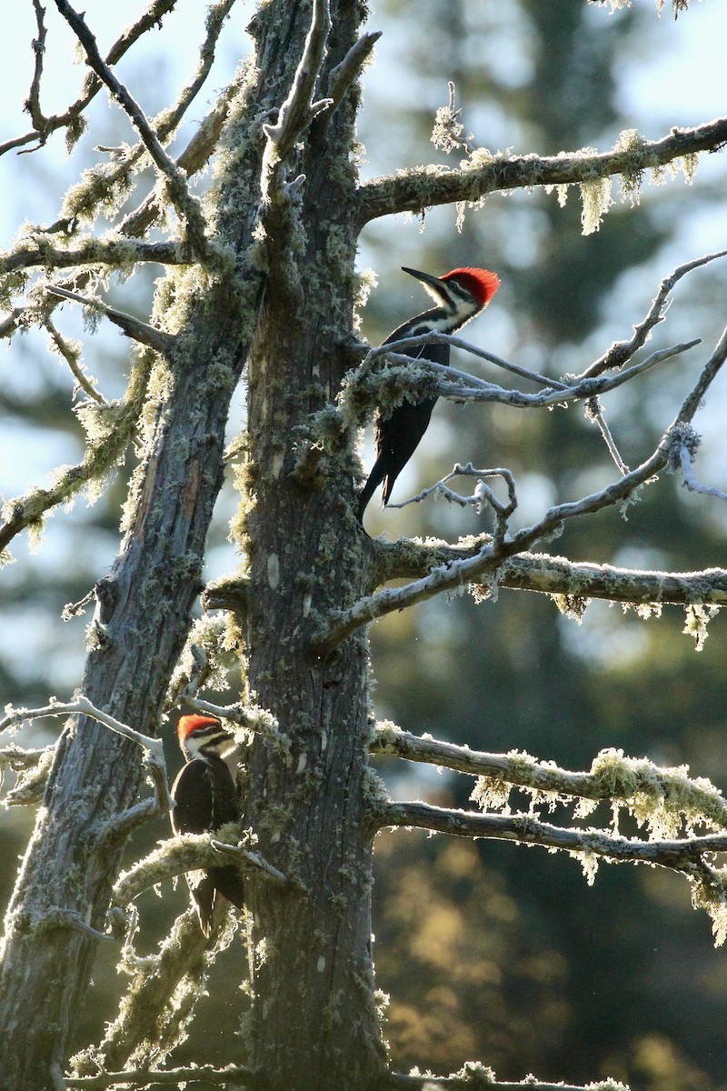 Pileated Woodpecker - ML382481161