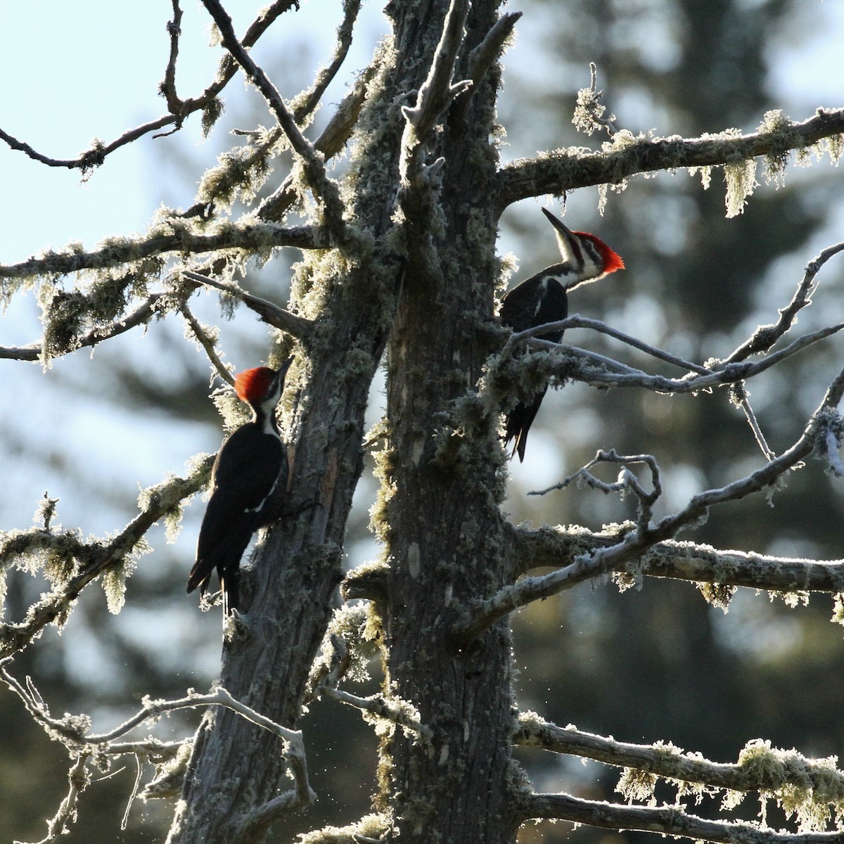 Pileated Woodpecker - ML382481201