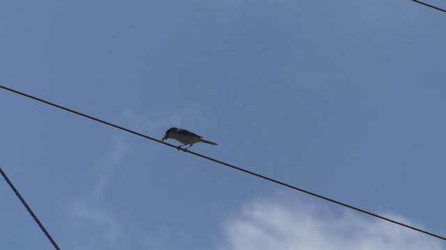 Loggerhead Shrike - ML382481261