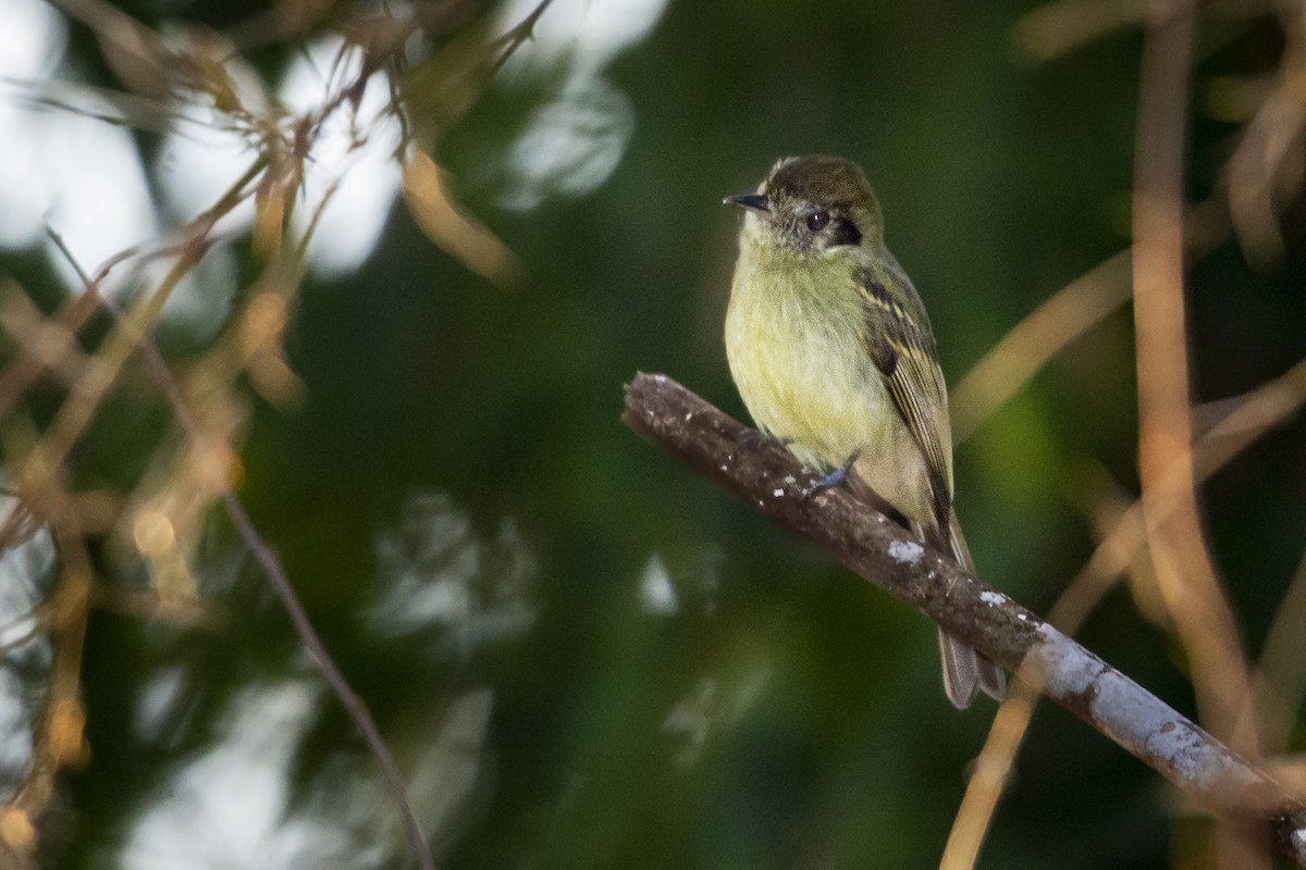 Sepia-capped Flycatcher - ADRIAN GRILLI