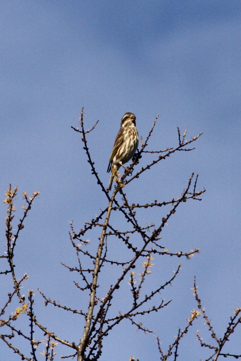 Purple Finch - ML382483001