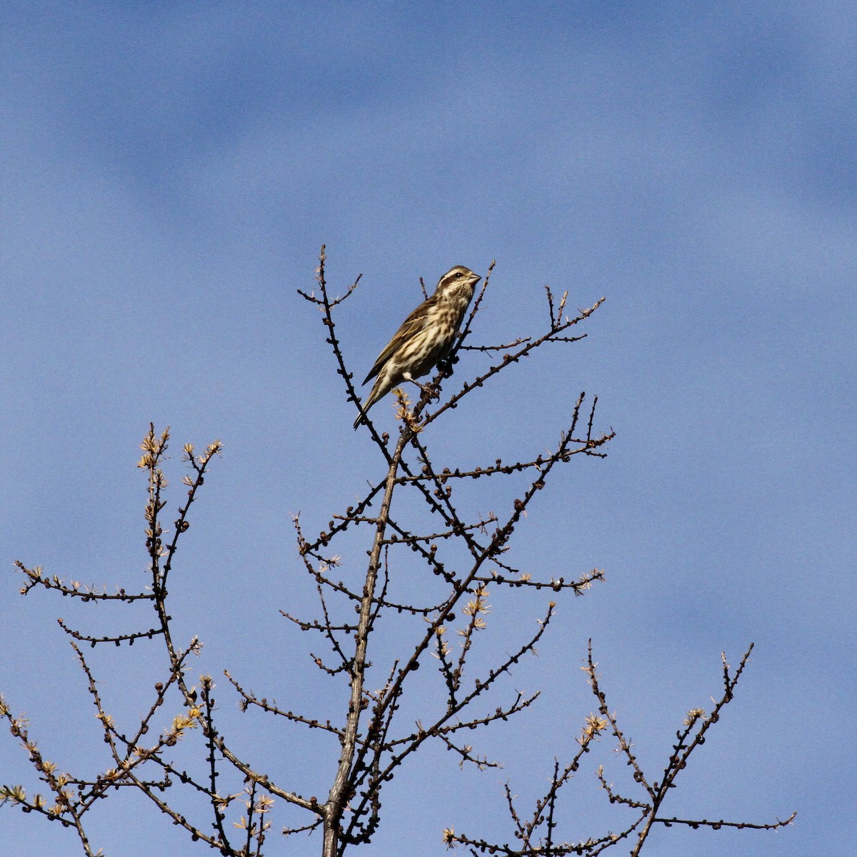 Purple Finch - ML382483031