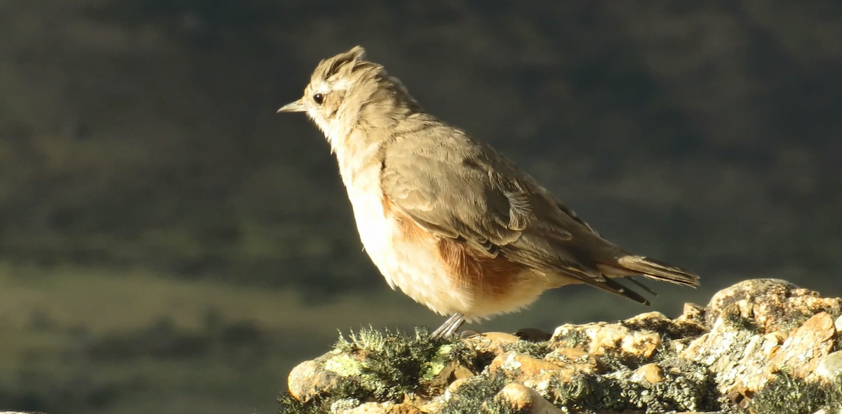 Rufous-banded Miner - ML382485051