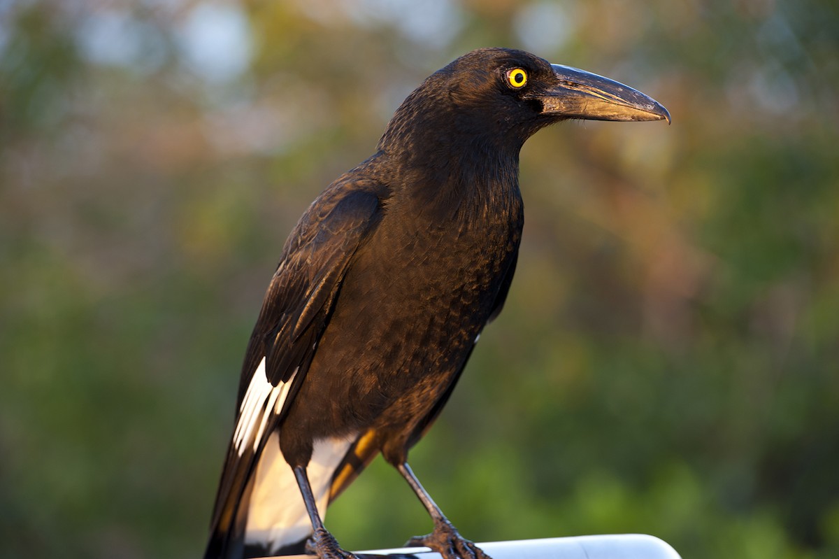 Pied Currawong - ML382485991
