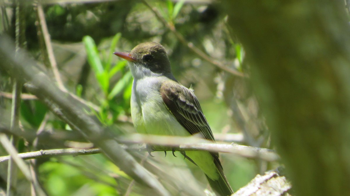 Swainson's Flycatcher - ML382486061