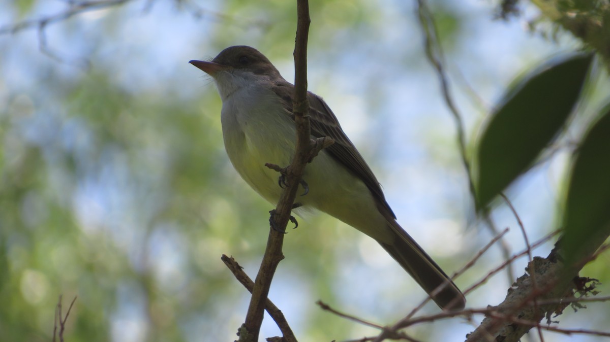 Swainson's Flycatcher - ML382486081