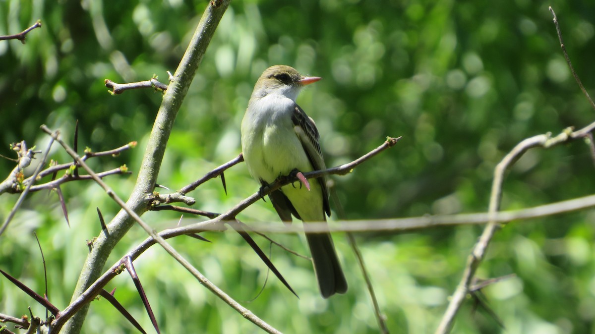 Swainson's Flycatcher - ML382486191