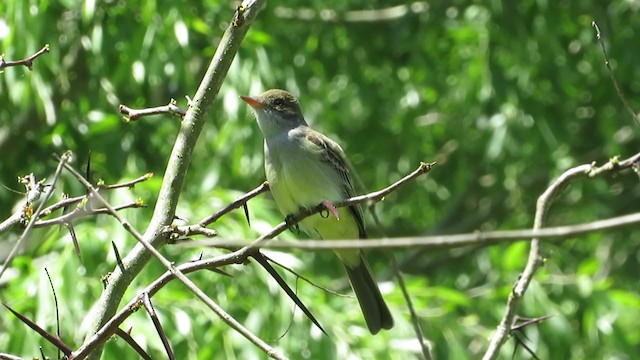 Swainson's Flycatcher - ML382486641