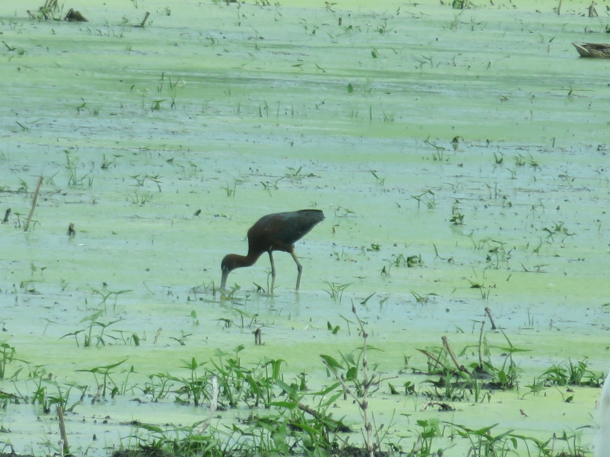 Glossy Ibis - ML382487711