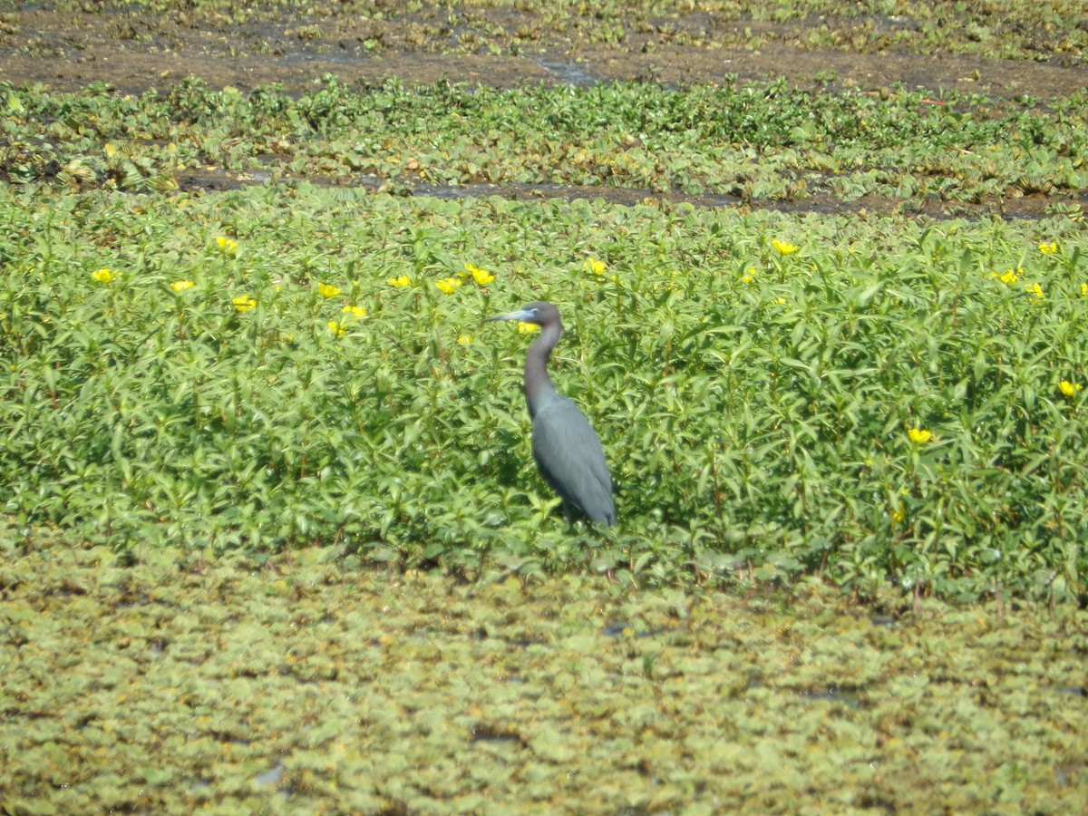 Little Blue Heron - ML382487751