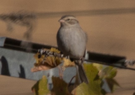 Chipping Sparrow - Bruce Lyon