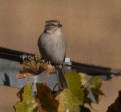 Chipping Sparrow - Bruce Lyon