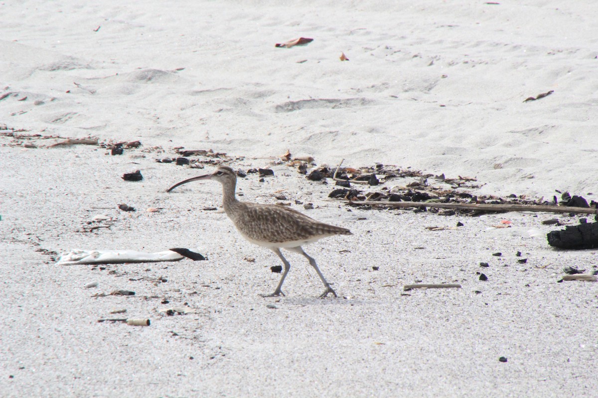 Whimbrel - Andrew E and Rebecca A Steinmann