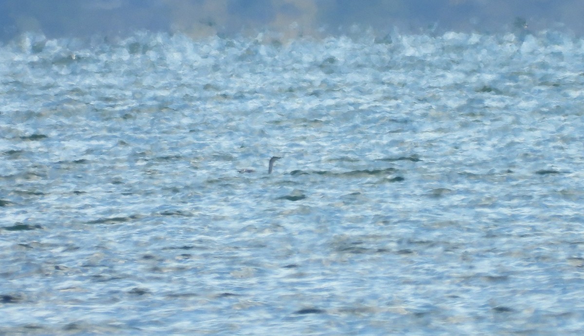 Red-throated Loon - ML382489011