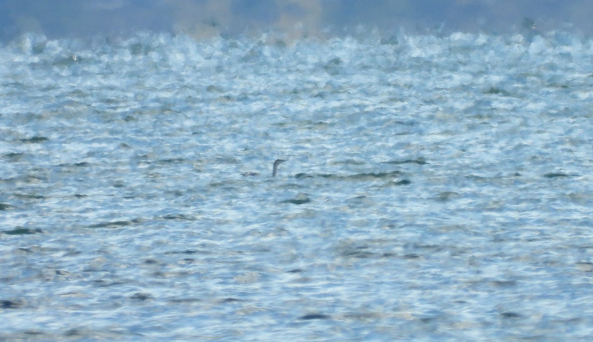 Red-throated Loon - ML382489191