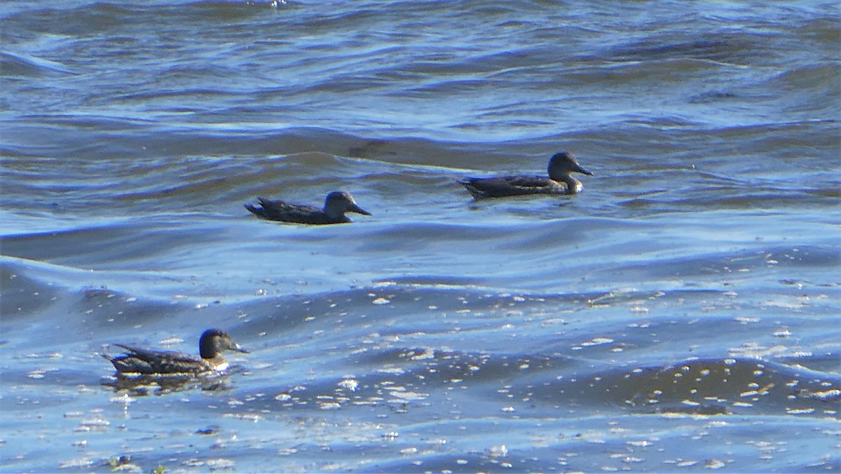 Canvasback - ML382489421