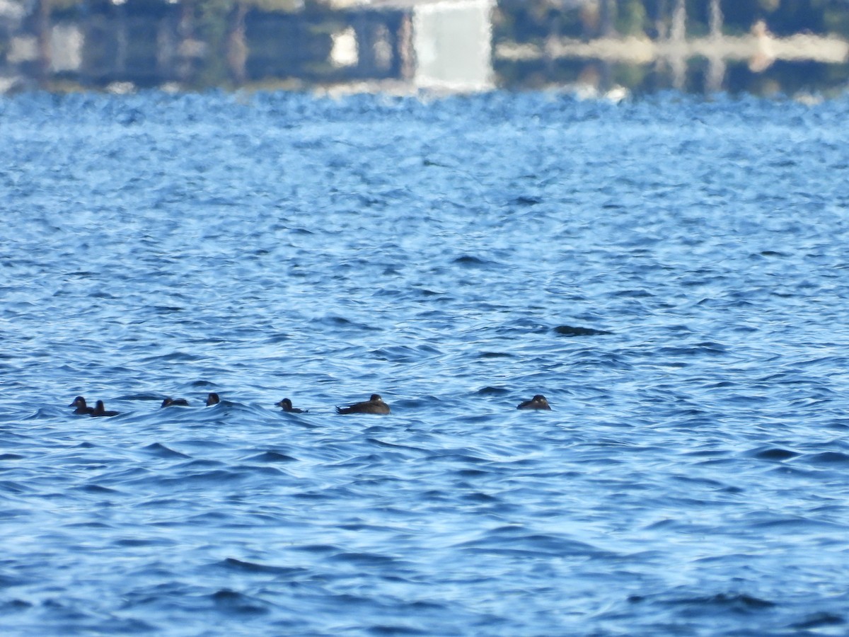 Surf Scoter - Jean W. Côté