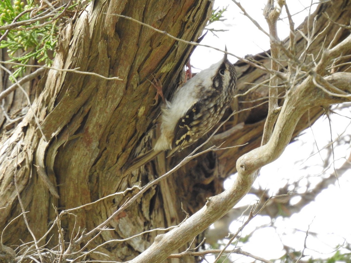 Brown Creeper - ML382492591