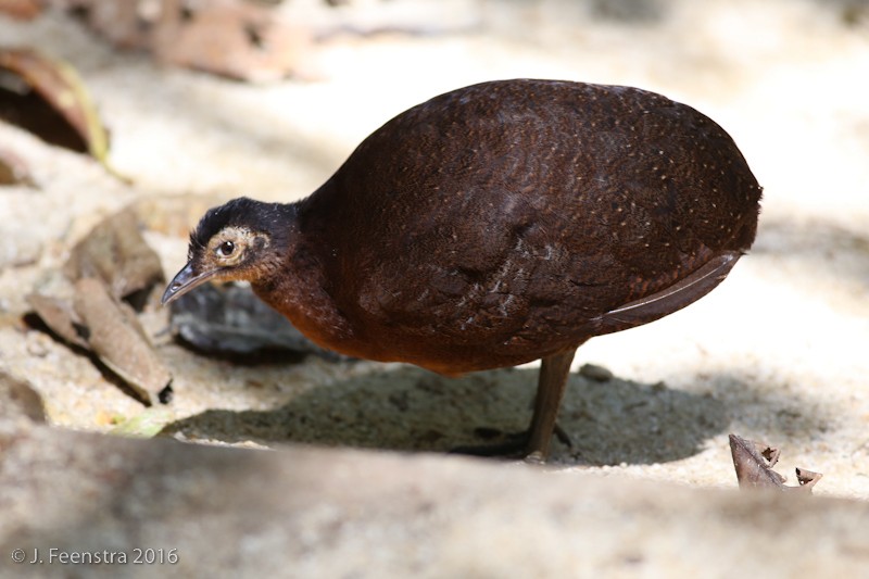 Highland Tinamou - Jonathan Feenstra