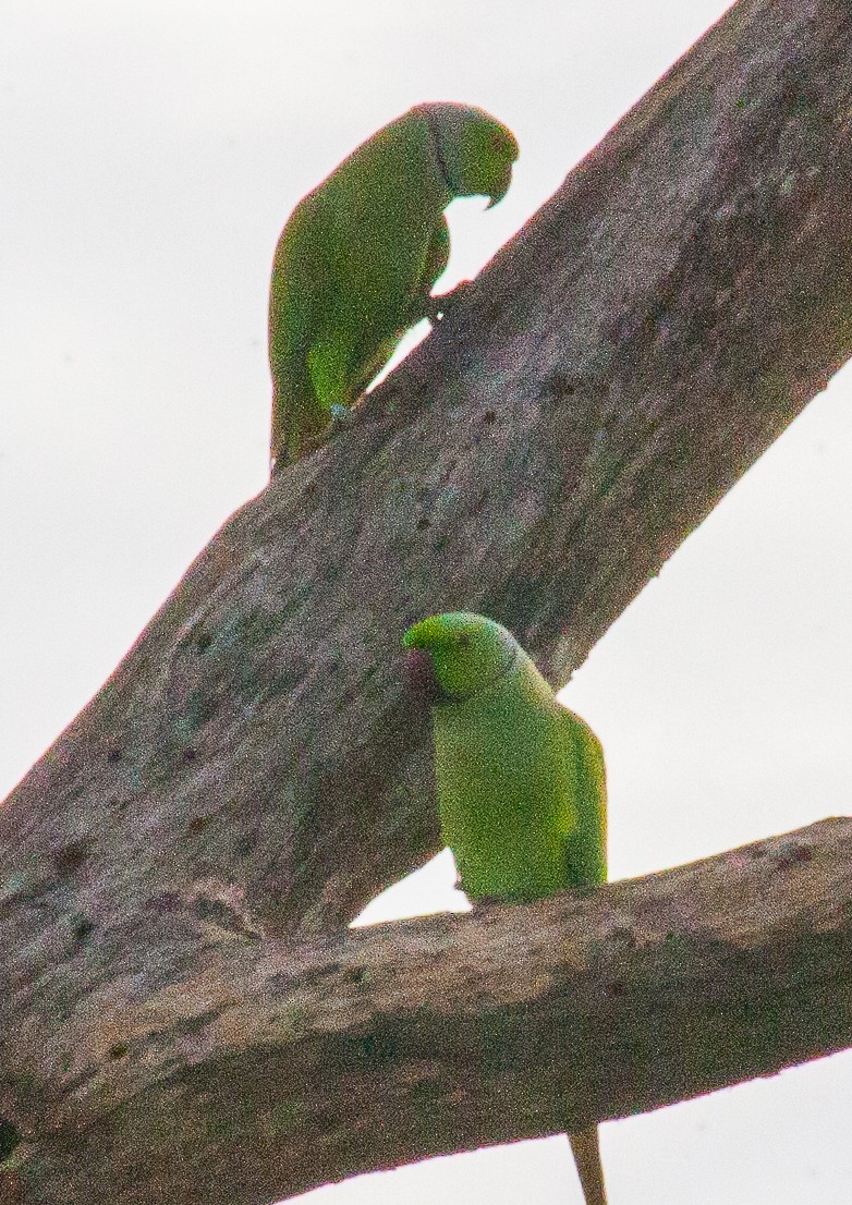 Rose-ringed Parakeet - ML382495911