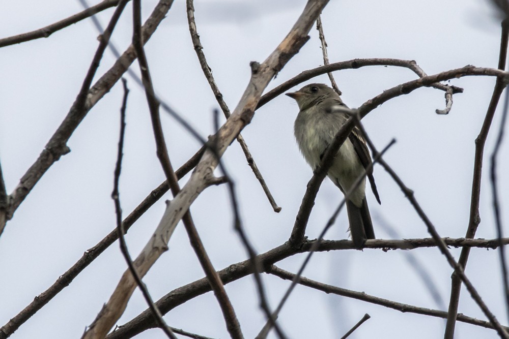 Eastern Wood-Pewee - ML382495921