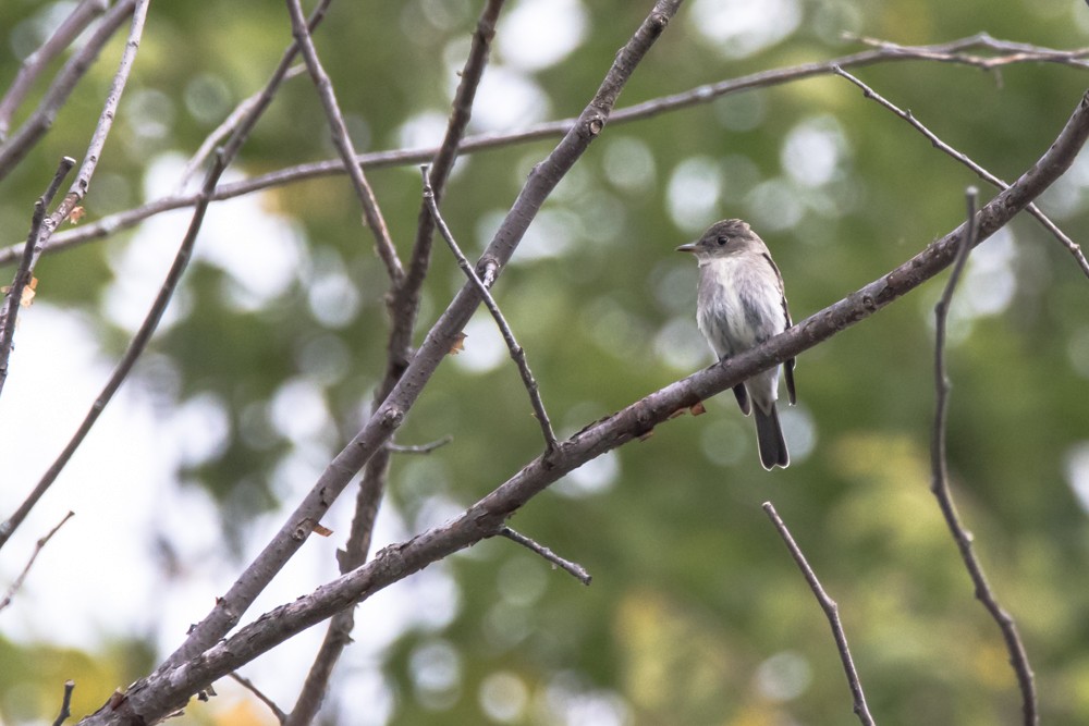 Eastern Wood-Pewee - ML382496001