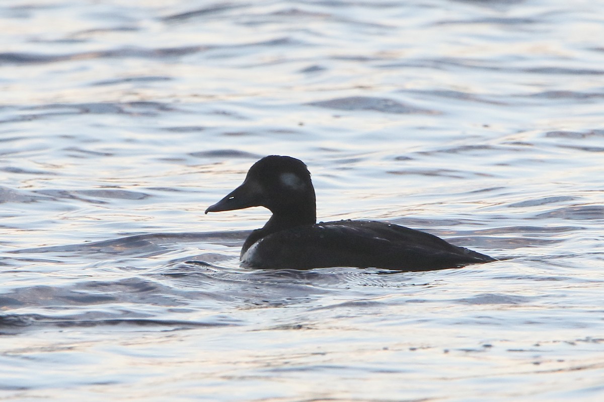 White-winged Scoter - Gang Wu