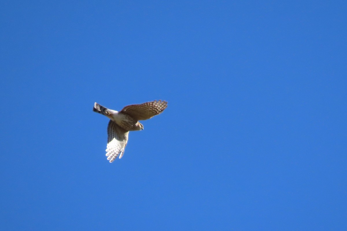 Sharp-shinned Hawk - ML382497491