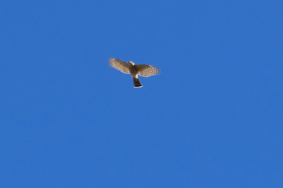 Sharp-shinned Hawk - ML382497731