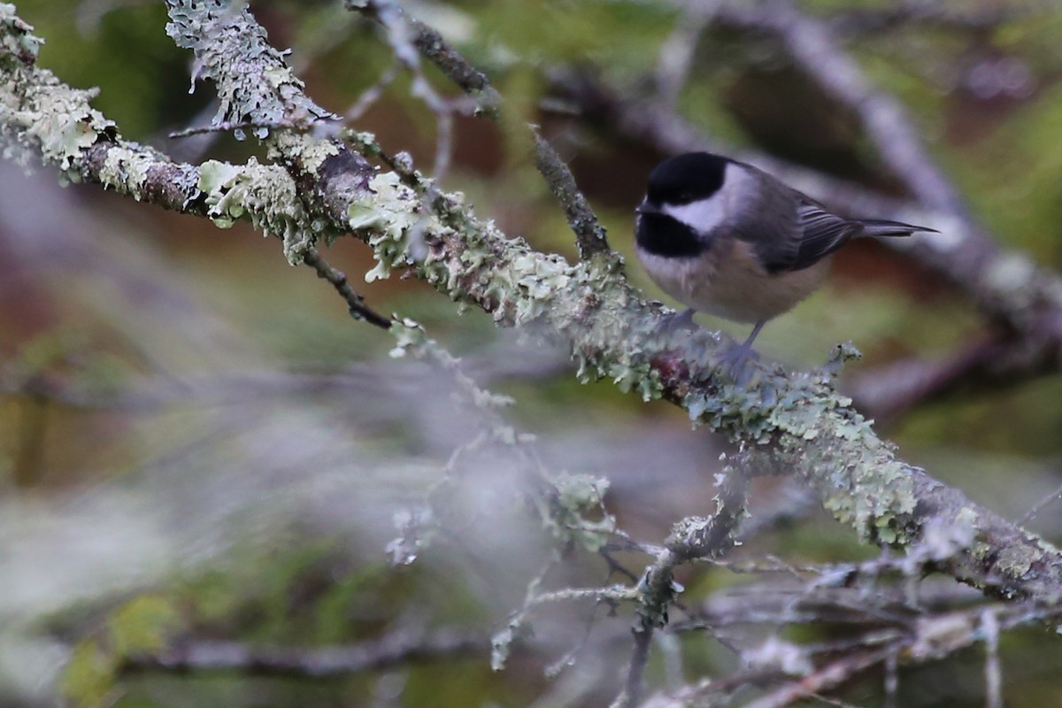 Black-capped Chickadee - ML38249941