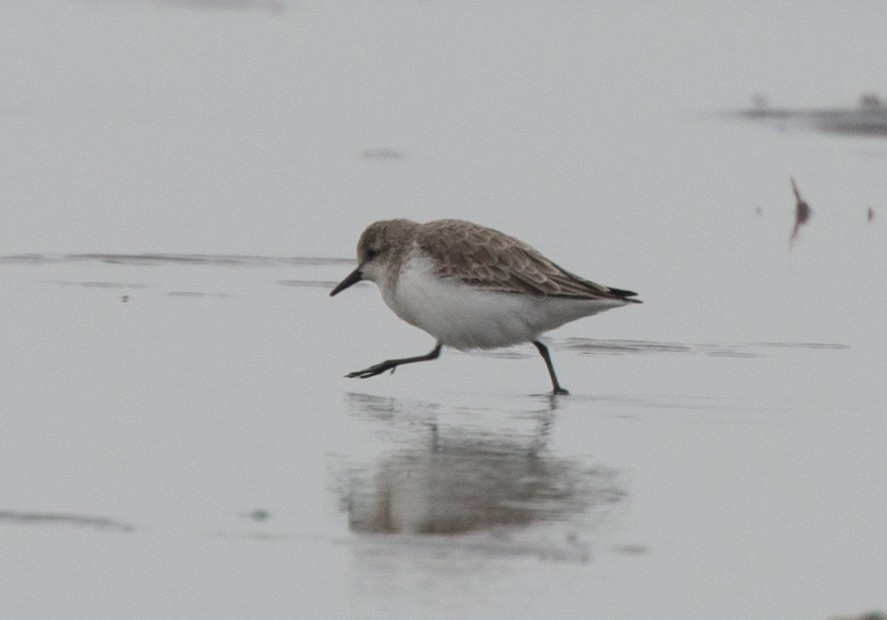 rødstrupesnipe - ML382500021