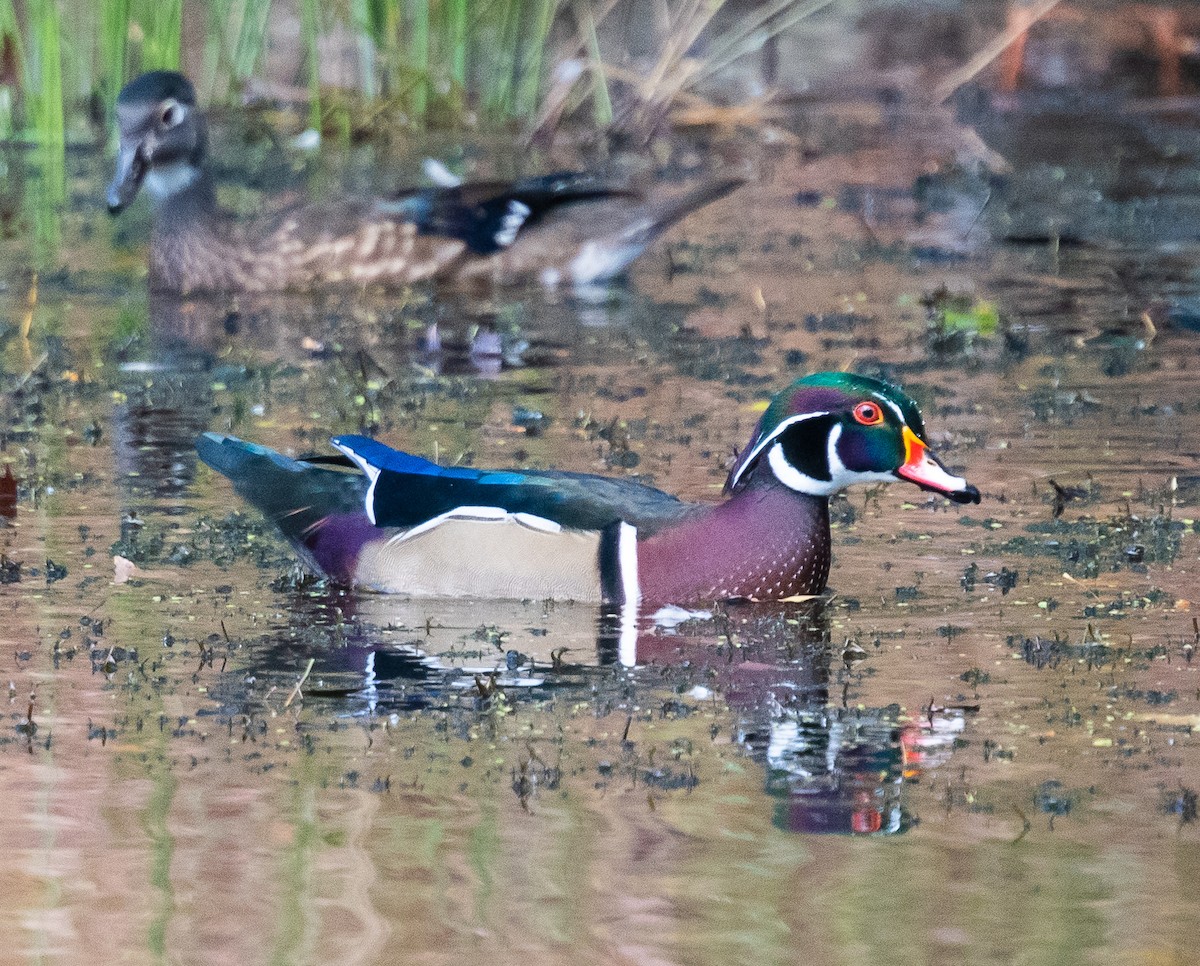 Wood Duck - Anonymous
