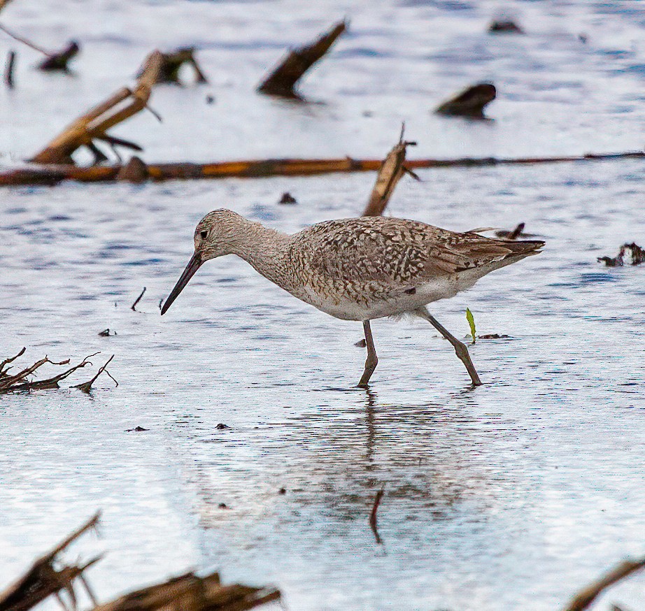 Willet - ML382503141