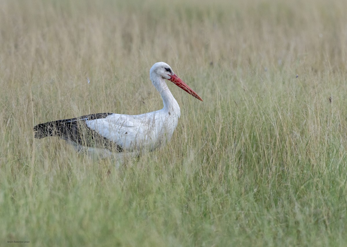 White Stork - ML382503301