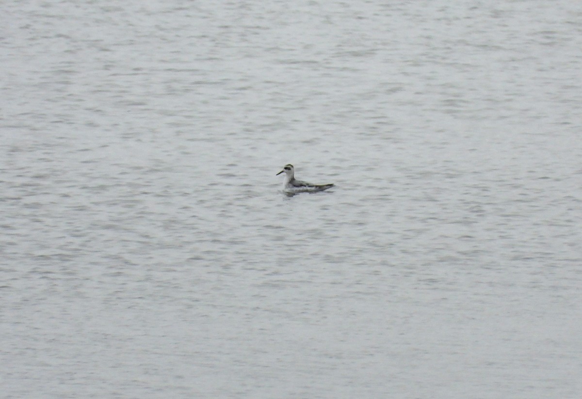 Red Phalarope - ML382504131